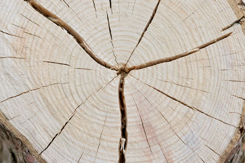 Cross-section of a freshly cut tree trunk showing growth rings and cracks