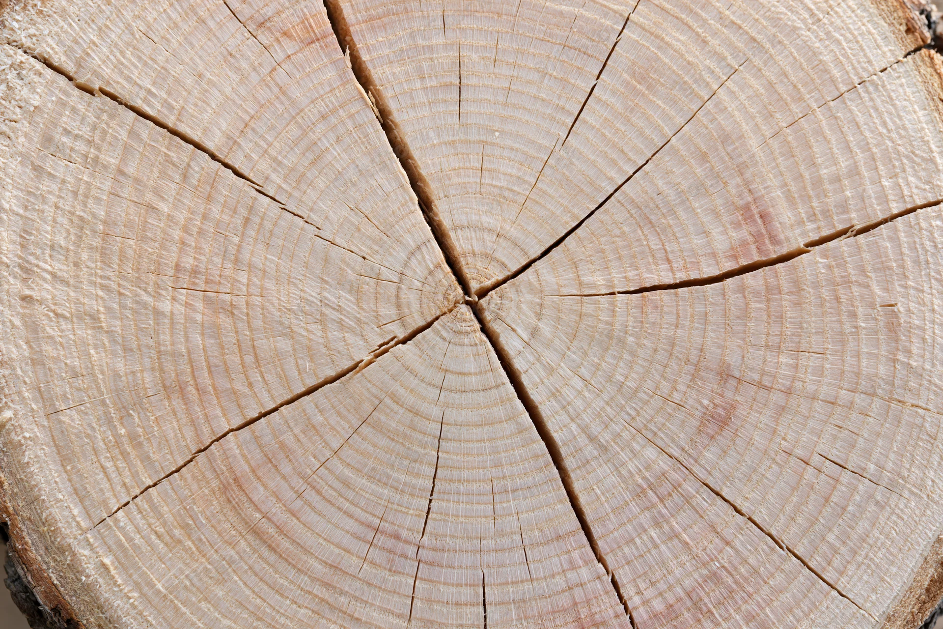 Cross-section of a freshly cut tree trunk showing growth rings and cracks