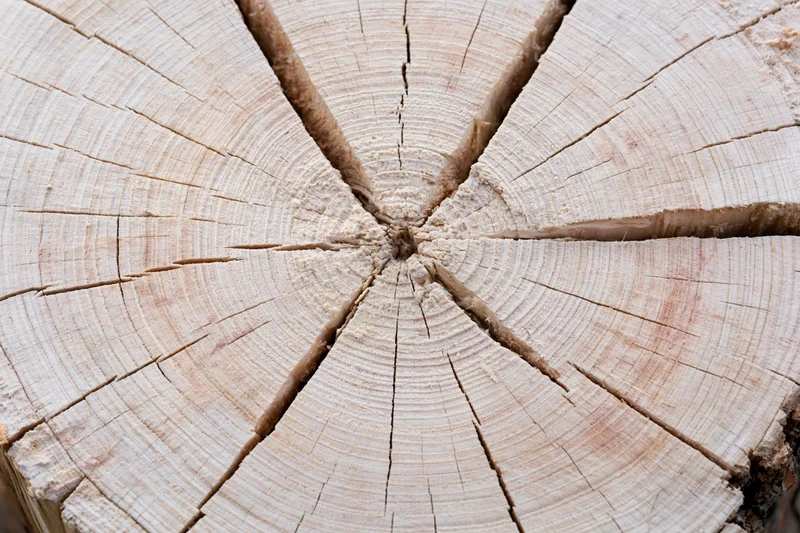 Cross-section of a freshly cut tree trunk showing growth rings and radial cracks