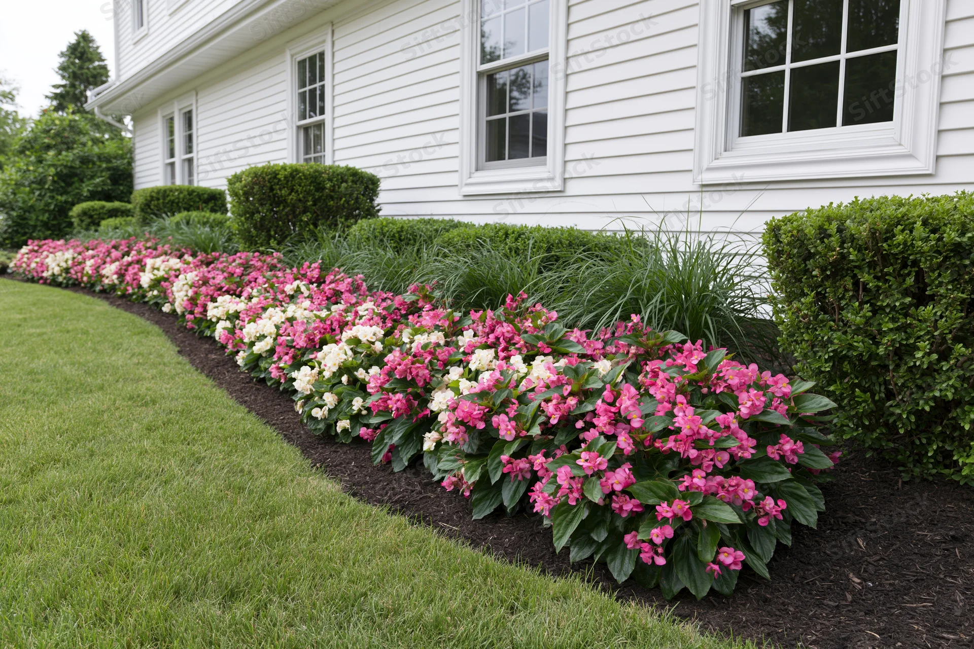 Curved flowerbed with pink and white begonias along white vinyl-sided house exterior