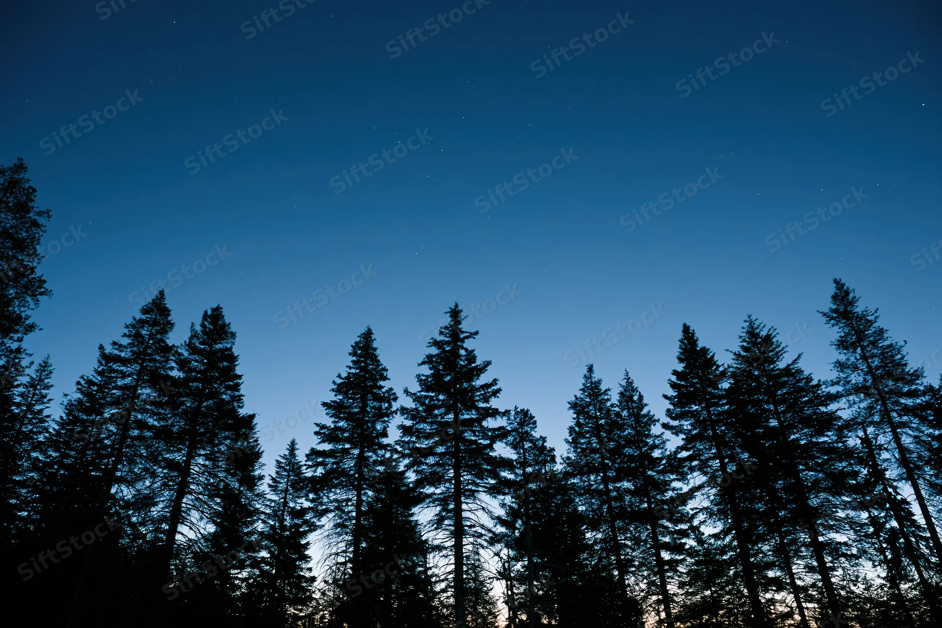 Dark silhouettes of tall conifer trees lining the lower third against a starry twilight sky