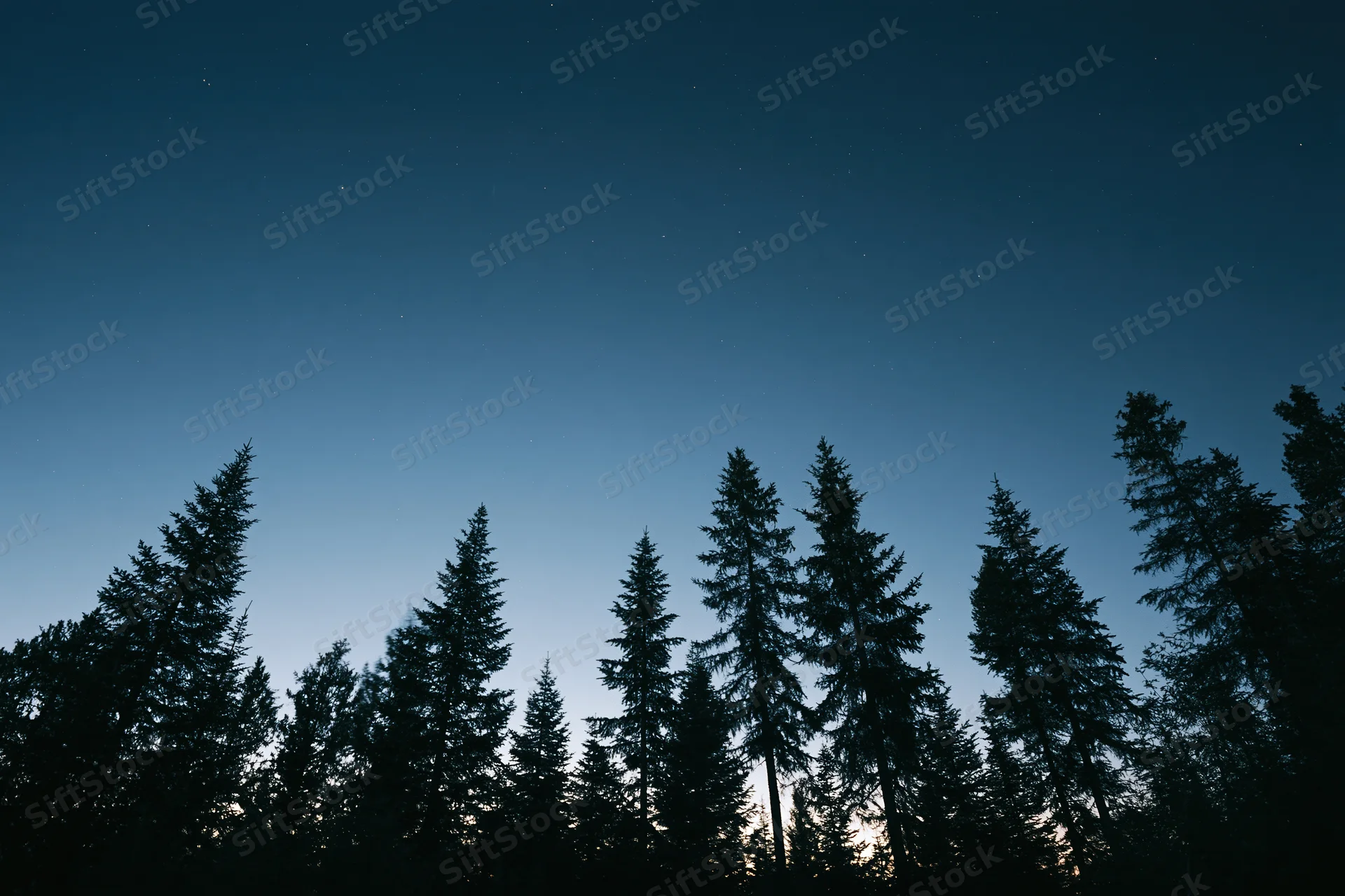Dark silhouettes of tall conifer trees lining the lower third against a starry twilight sky