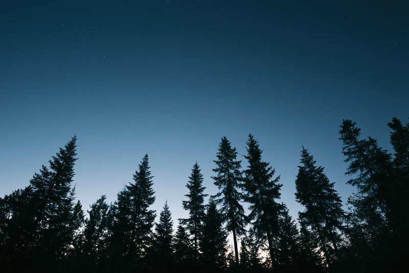 Dark silhouettes of tall conifer trees lining the lower third against a starry twilight sky