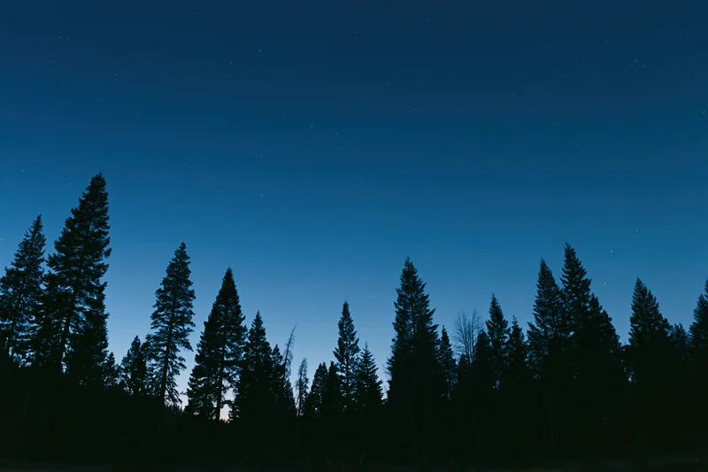 Dark silhouettes of tall conifer trees lining the lower third against a starry twilight sky