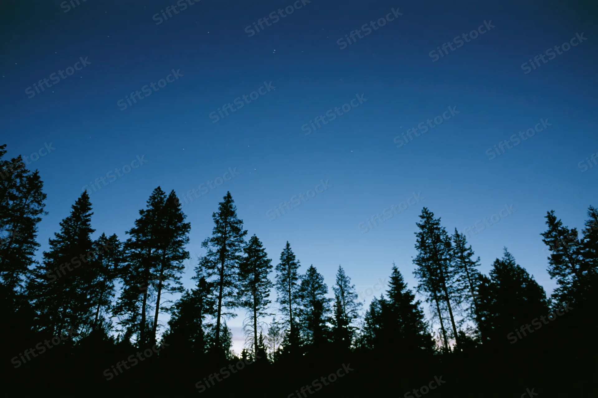 Dark silhouettes of tall conifer trees lining the lower third against a starry twilight sky