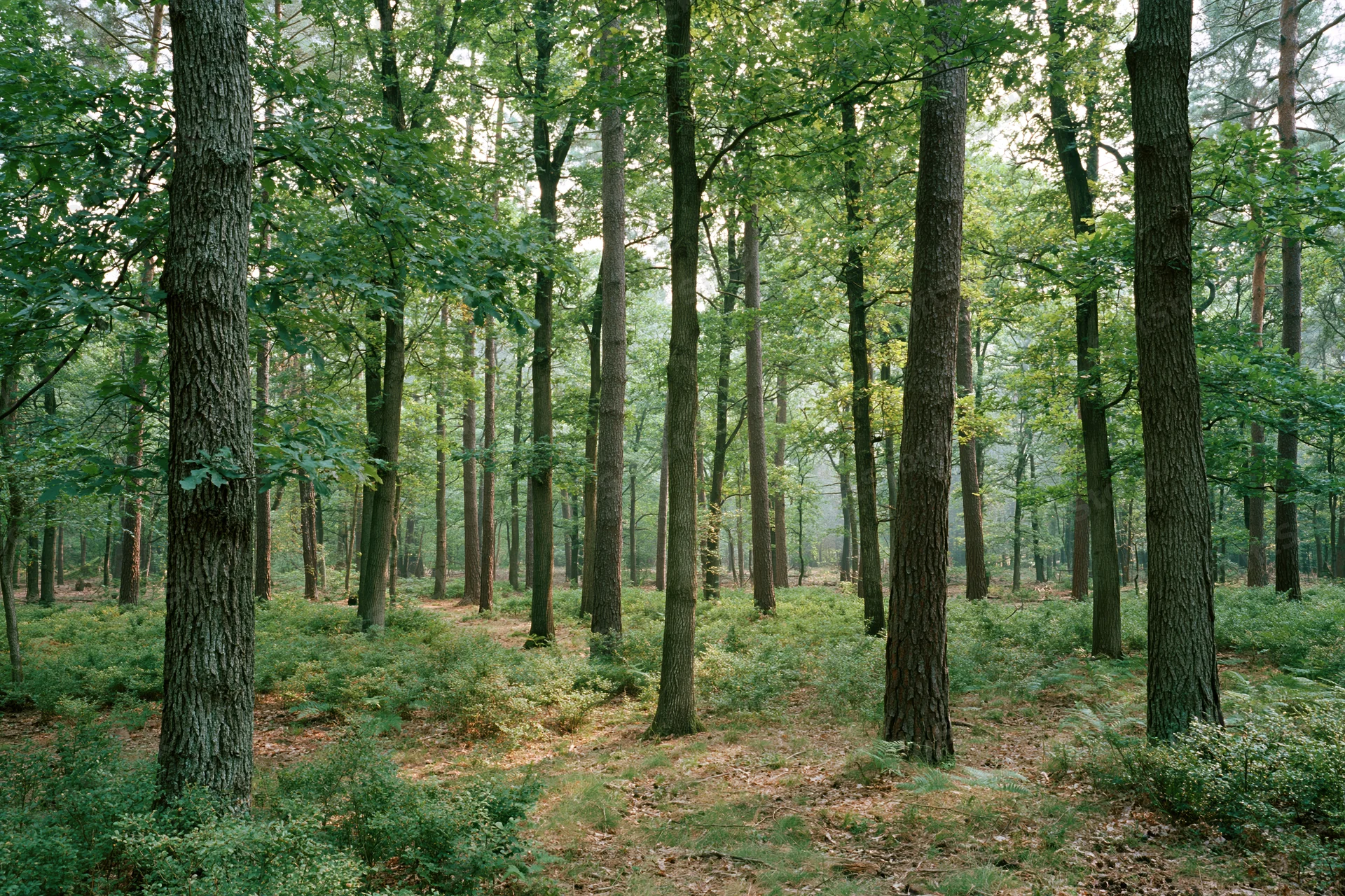 Tall straight oak trees in a dense summer forest with dappled sunlight filtering through the canopy