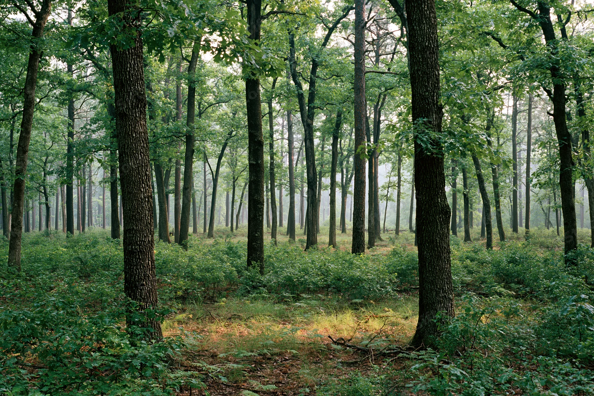 Tall straight oak trees in a dense deciduous forest with dappled sunlight filtering through the canopy