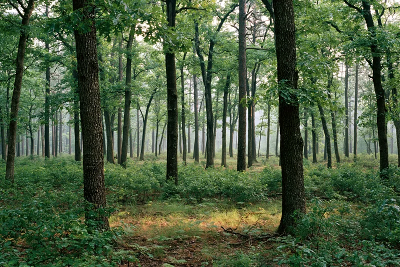 Tall straight oak trees in a dense deciduous forest with dappled sunlight filtering through the canopy