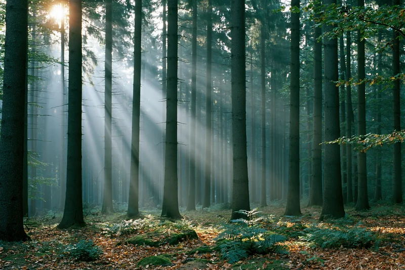 Sunlight beams through tall trees in a misty forest on a summer morning