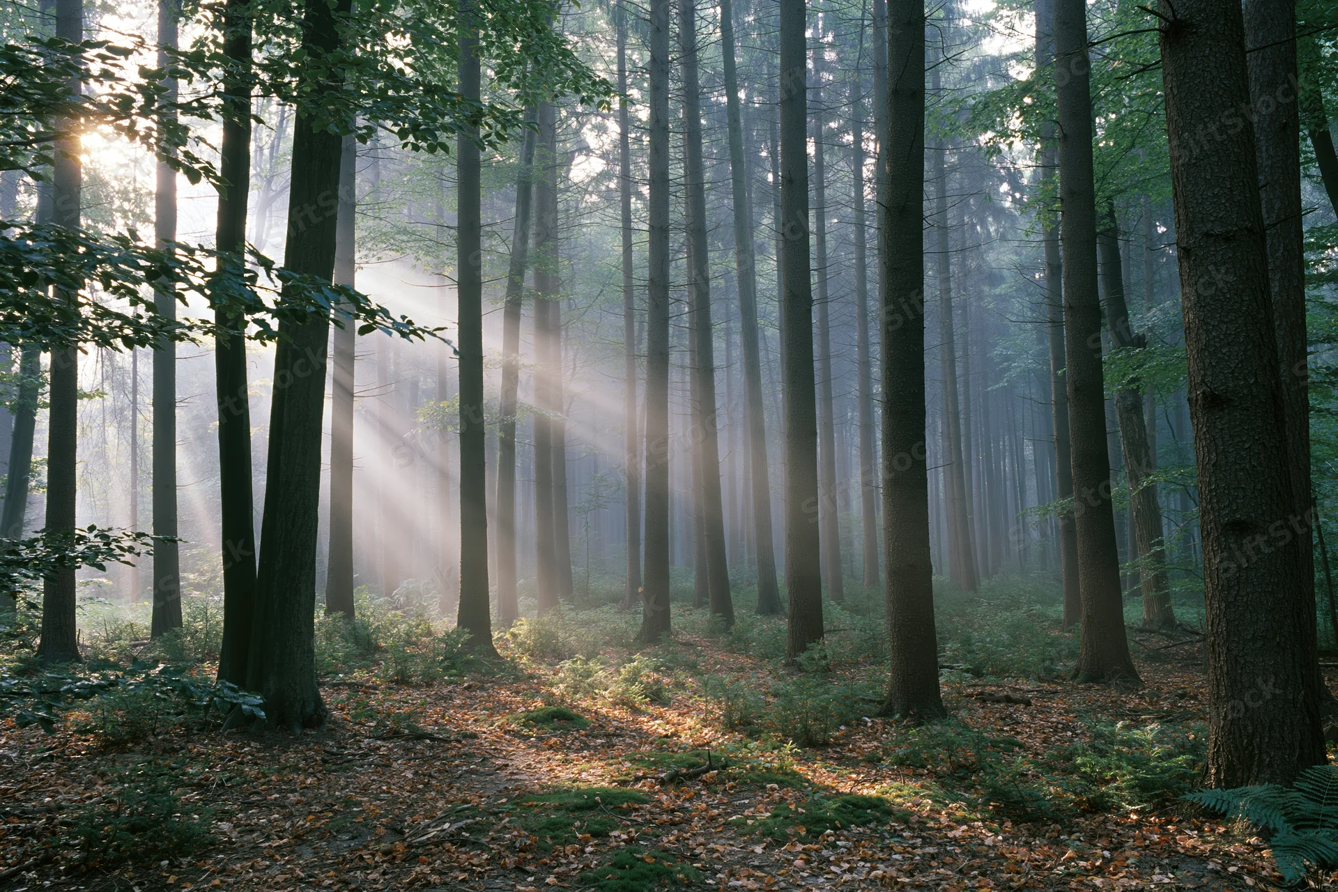 Sunlight streaming through tall trees in a misty forest on a summer morning