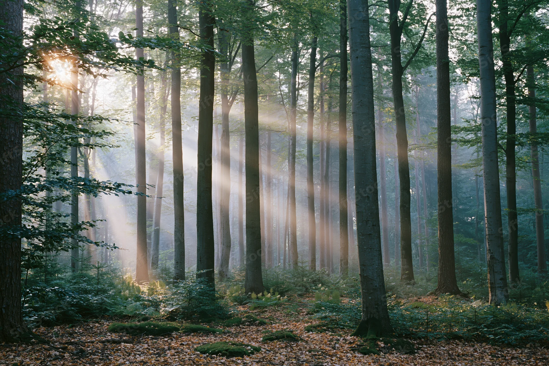 Sunlight streaming through tall trees in a misty forest at dawn