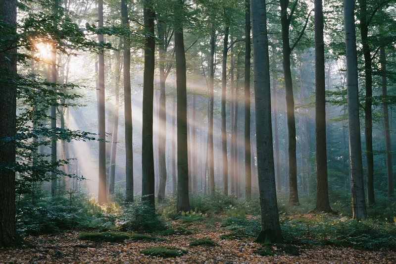 Sunlight streaming through tall trees in a misty forest at dawn