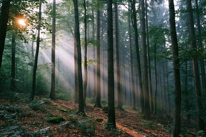 Sunlight streaming through tall trees in a misty forest on a summer morning