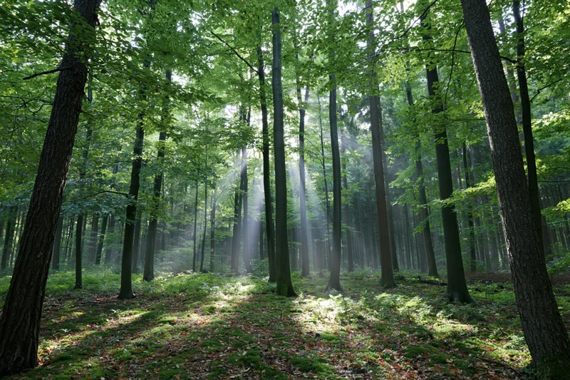 Sunlight filtering through dense deciduous trees in a misty forest interior