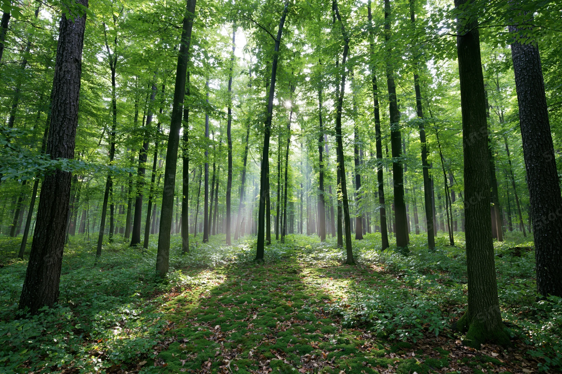 Sunlight filtering through tall deciduous trees in a green forest interior with mossy ground and dappled shade