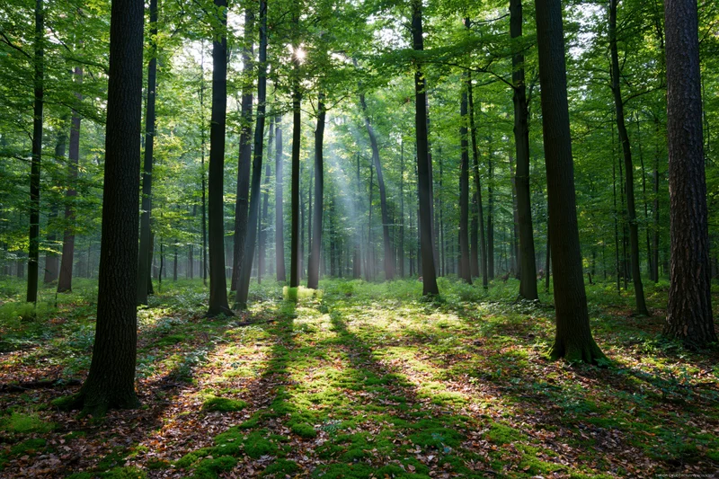 Sunlight filtering through tall trees in a green deciduous forest at morning