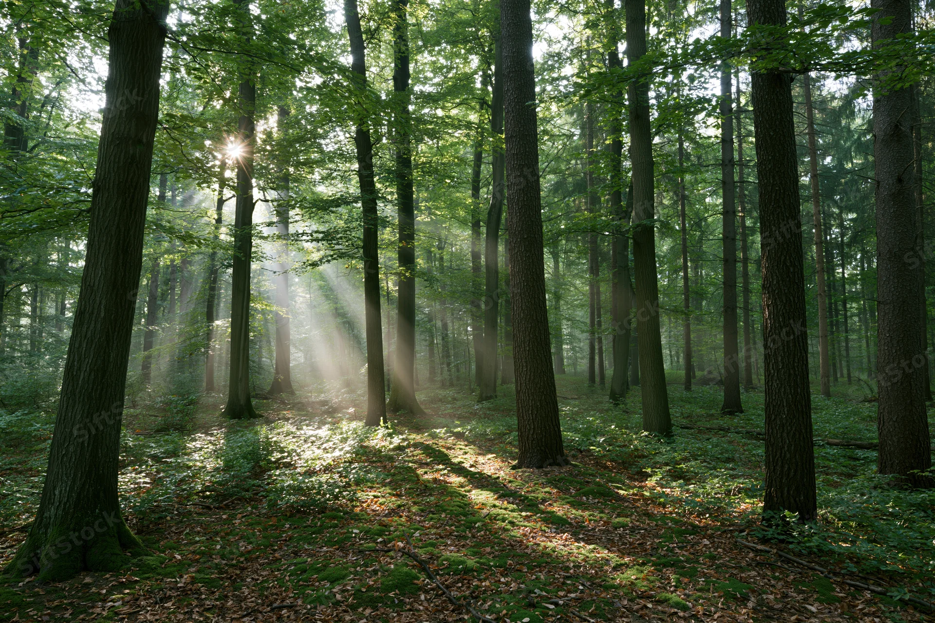 Sunlight filtering through trees in a deciduous forest interior at morning