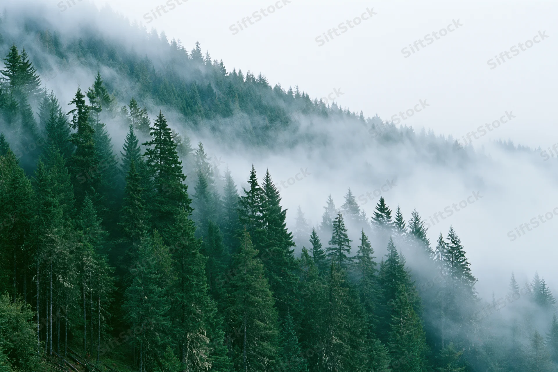 Dense conifer forest on misty mountain slopes with fog drifting through trees