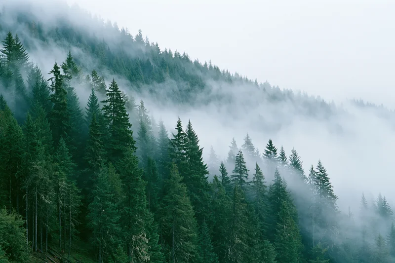 Dense conifer forest on misty mountain slopes with fog drifting through trees