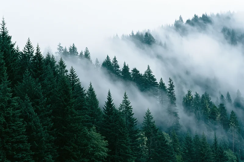 Dense conifer forest blanketed in low-lying mist on a mountain slope