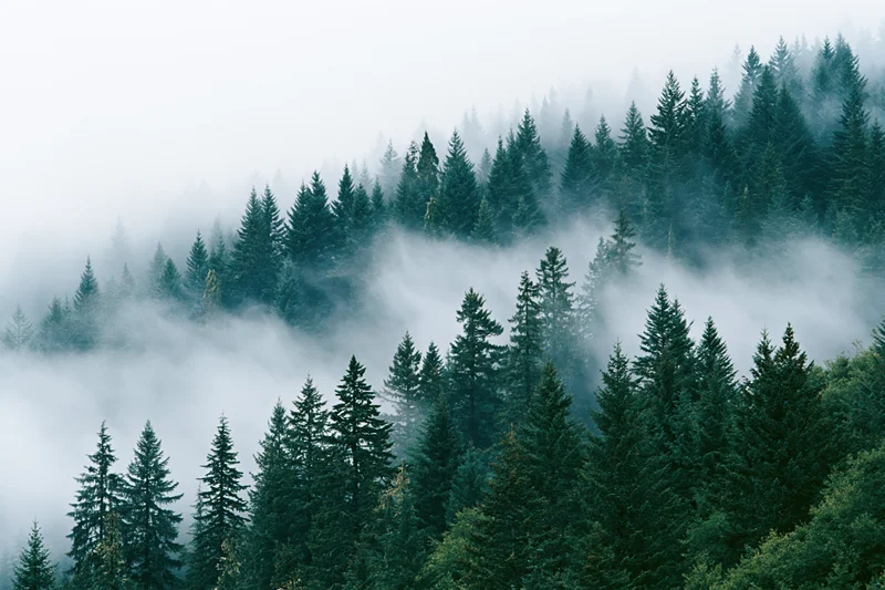 Dense conifer forest blanketed in low-lying fog on a mountain slope
