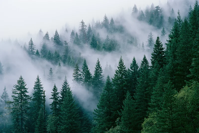 Dense conifer forest blanketed in low-lying fog on rolling hills