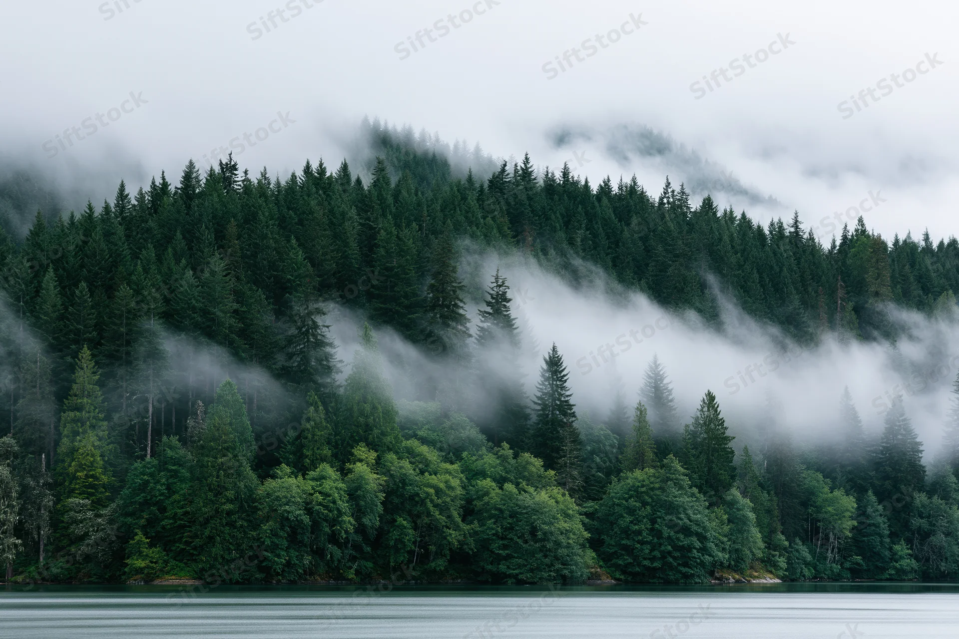 Dense conifer forest along a calm lake with fog drifting through the trees