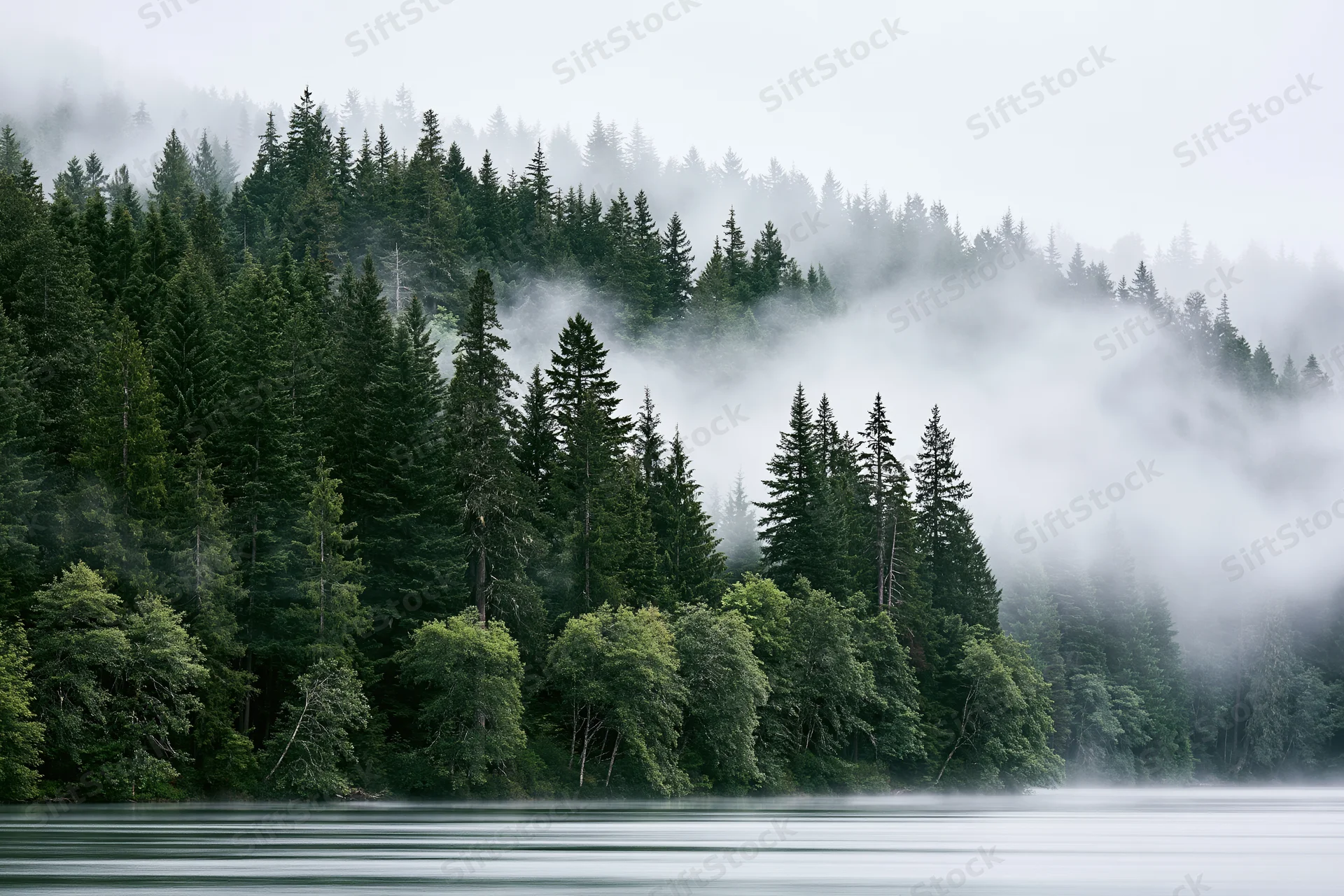 Dense coniferous forest along a calm lake with fog drifting through the trees