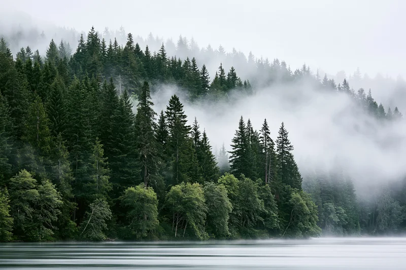 Dense coniferous forest along a calm lake with fog drifting through the trees