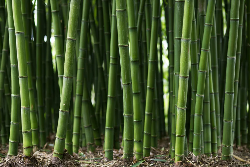 Dense bamboo stalks growing tightly packed in a natural outdoor setting