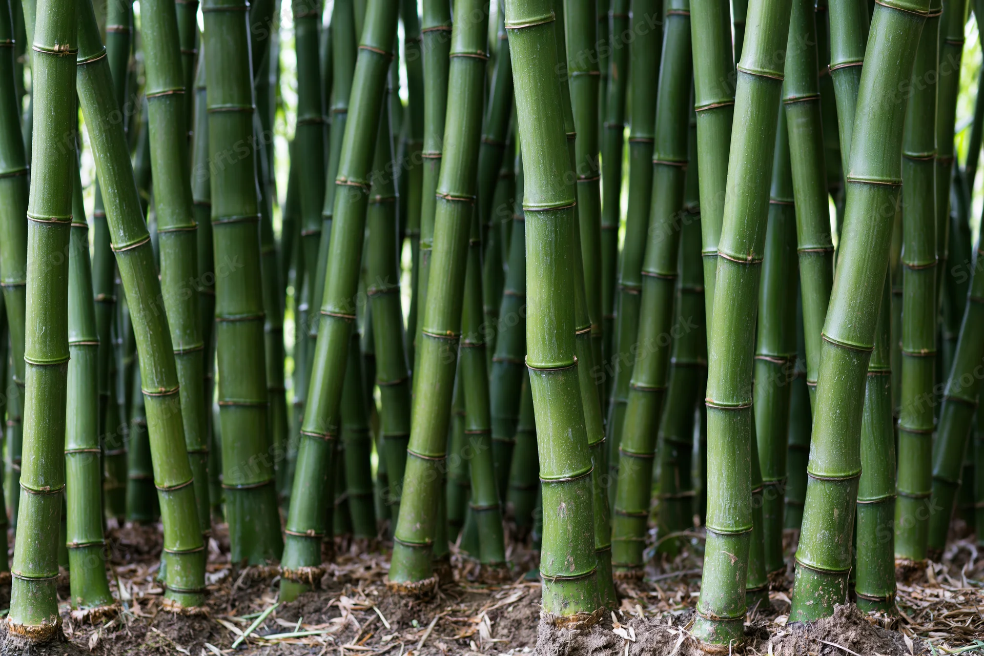 Dense bamboo stalks growing tightly packed in a natural outdoor setting
