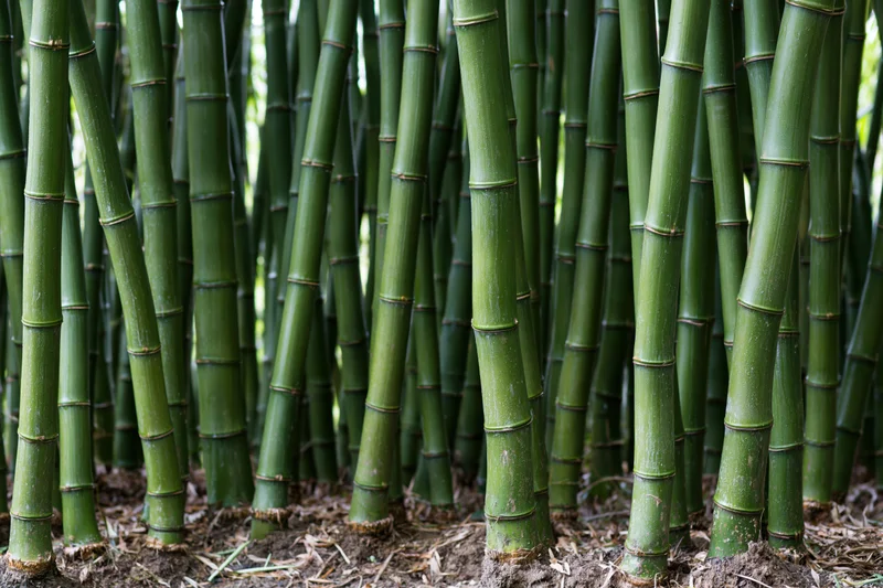 Dense bamboo stalks growing tightly packed in a natural outdoor setting