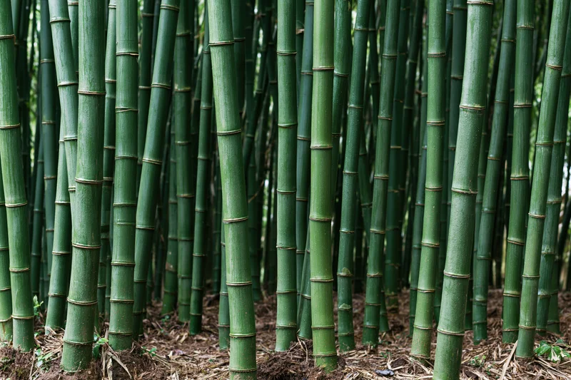 Dense bamboo stalks growing tightly packed in a forest setting
