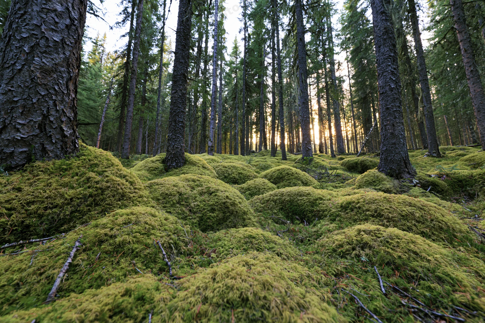 Dense boreal forest floor covered in thick rolling moss mounds with tall conifer trees and dappled sunlight filtering through the canopy