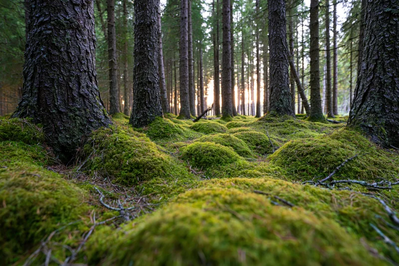 Dense boreal forest floor covered in thick rolling moss mounds between tall conifer trees