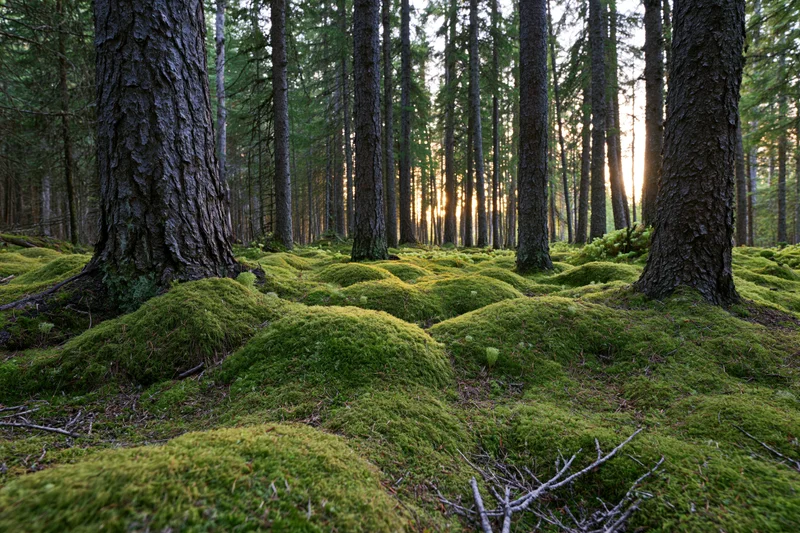 Dense boreal forest floor covered in thick rolling moss mounds with tall pine trees and dappled sunlight filtering through the canopy