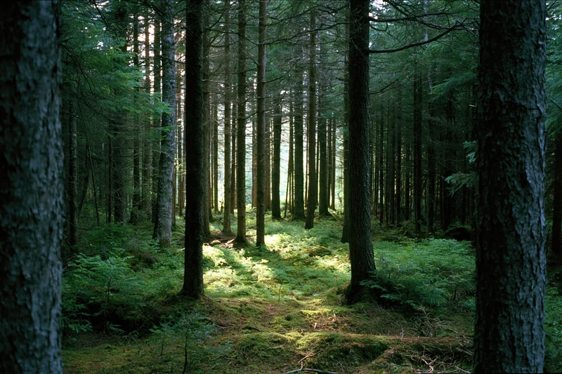 Dense boreal forest interior with tall pine and spruce trunks