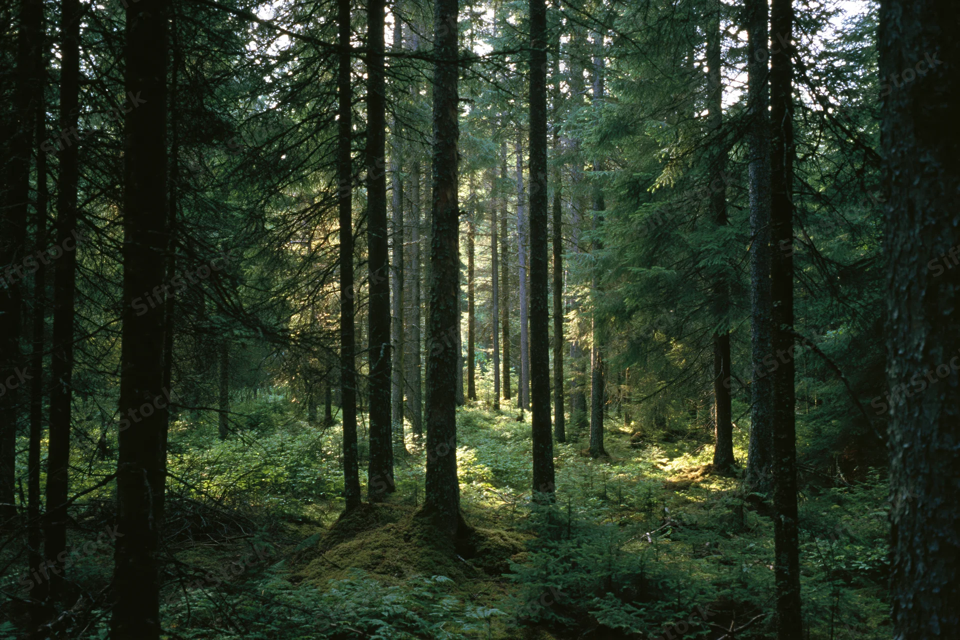 Dense boreal forest interior with tall pine and spruce trees and mossy ground under dappled sunlight