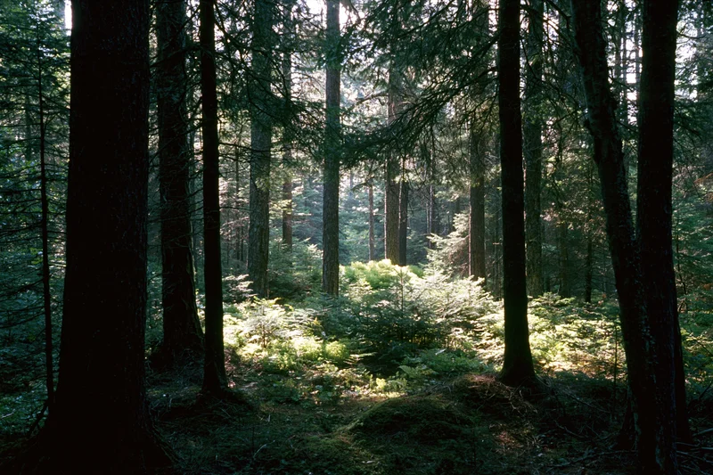 Dense boreal forest interior with tall pine and spruce trees, sunlight filtering through canopy onto mossy forest floor