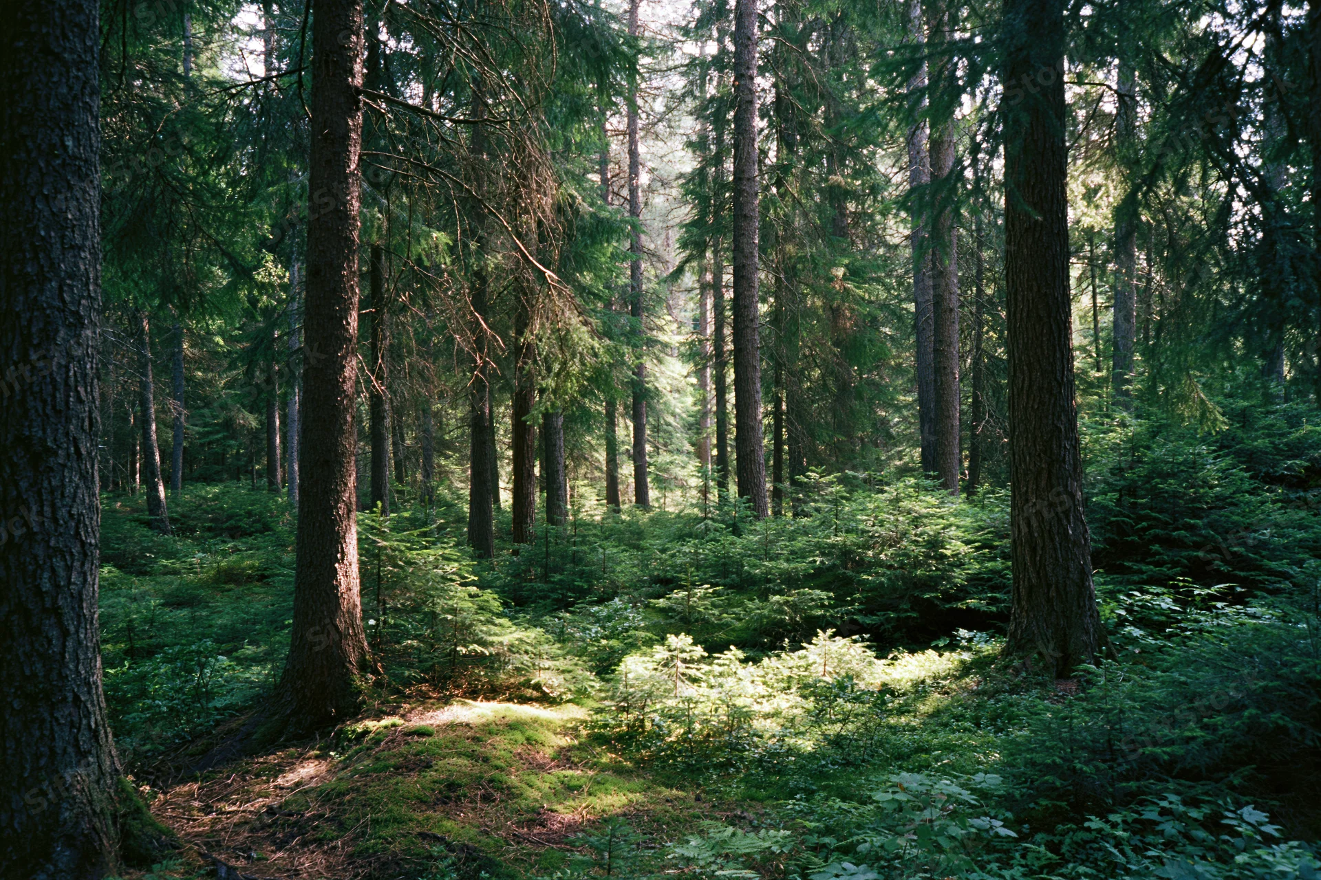 Dense boreal forest interior with tall pine and spruce trees and dappled sunlight on mossy groundcover