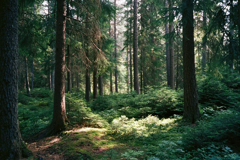 Dense boreal forest interior with tall pine and spruce trees and dappled sunlight on mossy groundcover