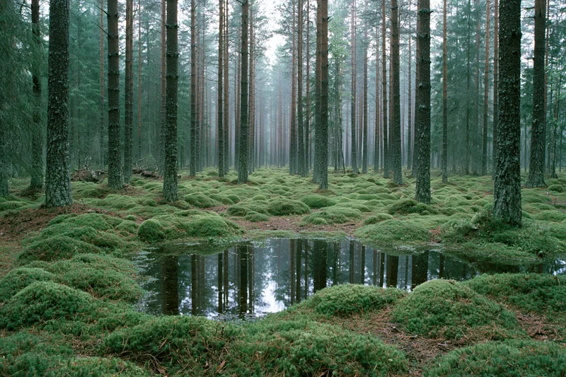 Tall pine trees in a moss-covered forest with a still water puddle reflecting the trunks