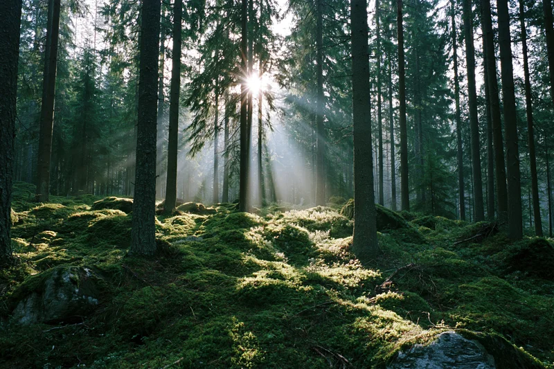 Sunbeams breaking through dense spruce forest canopy over mossy ground