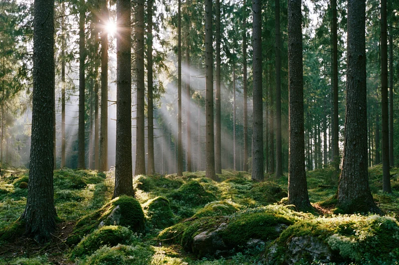 Sunbeams filtering through tall spruce trees in a dense boreal forest with moss-covered rocks on the forest floor