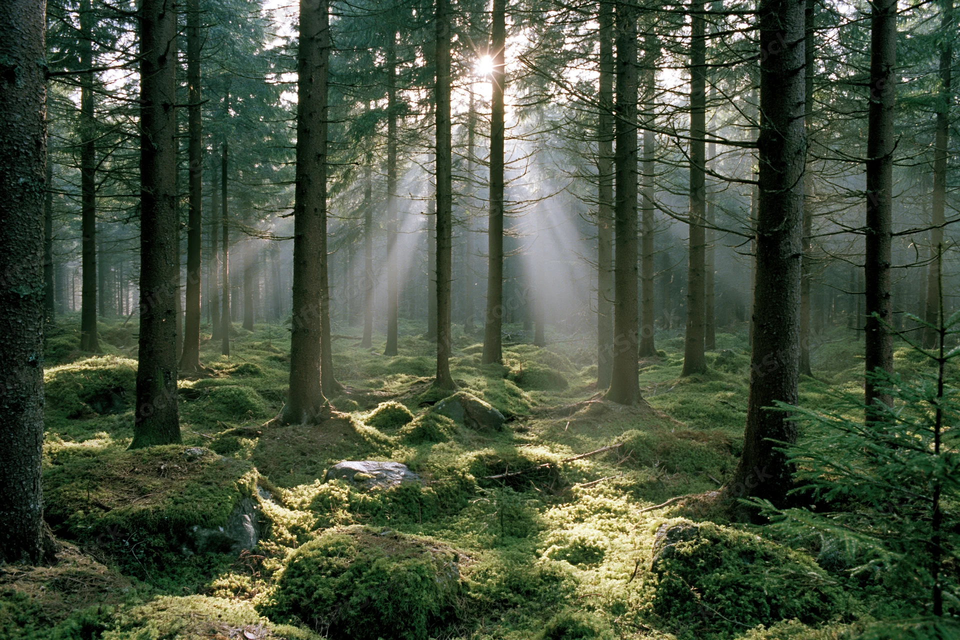 Sunbeams filtering through tall spruce trees in a moss-covered boreal forest at dawn