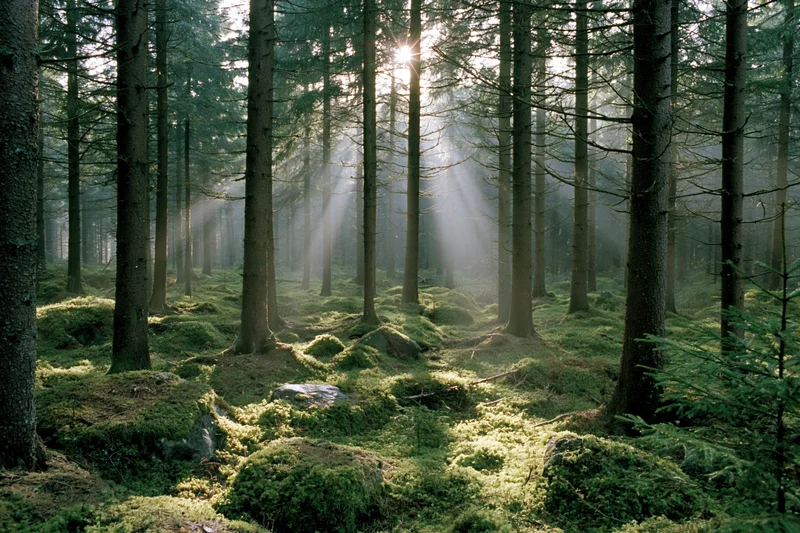Sunbeams filtering through tall spruce trees in a moss-covered boreal forest at dawn