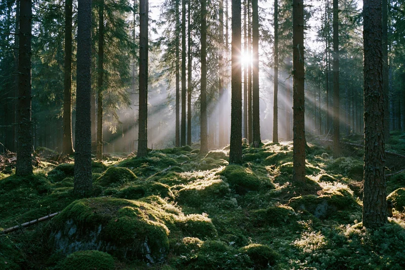 Sunbeams filtering through tall spruce trees in a moss-covered boreal forest at dawn