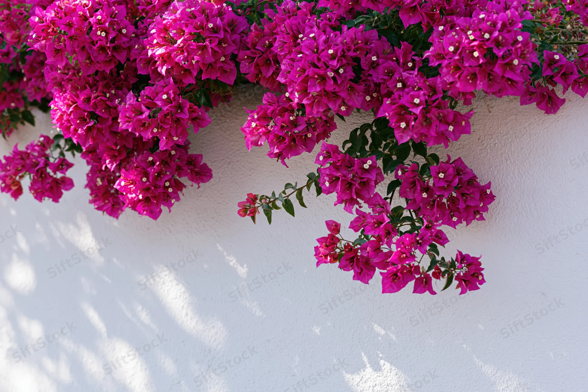 Bougainvillea vine cascading over a white wall with dappled sunlight and shadows