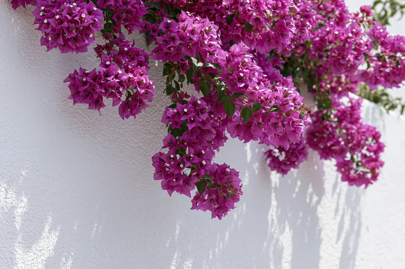 Bougainvillea vine cascading over a white stucco wall in sunlight