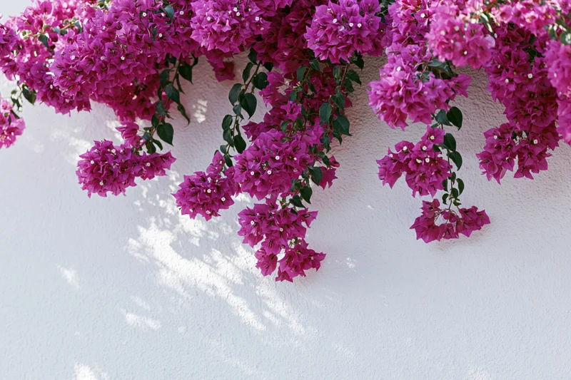Bougainvillea vine cascading over a white wall with dappled sunlight and shadows